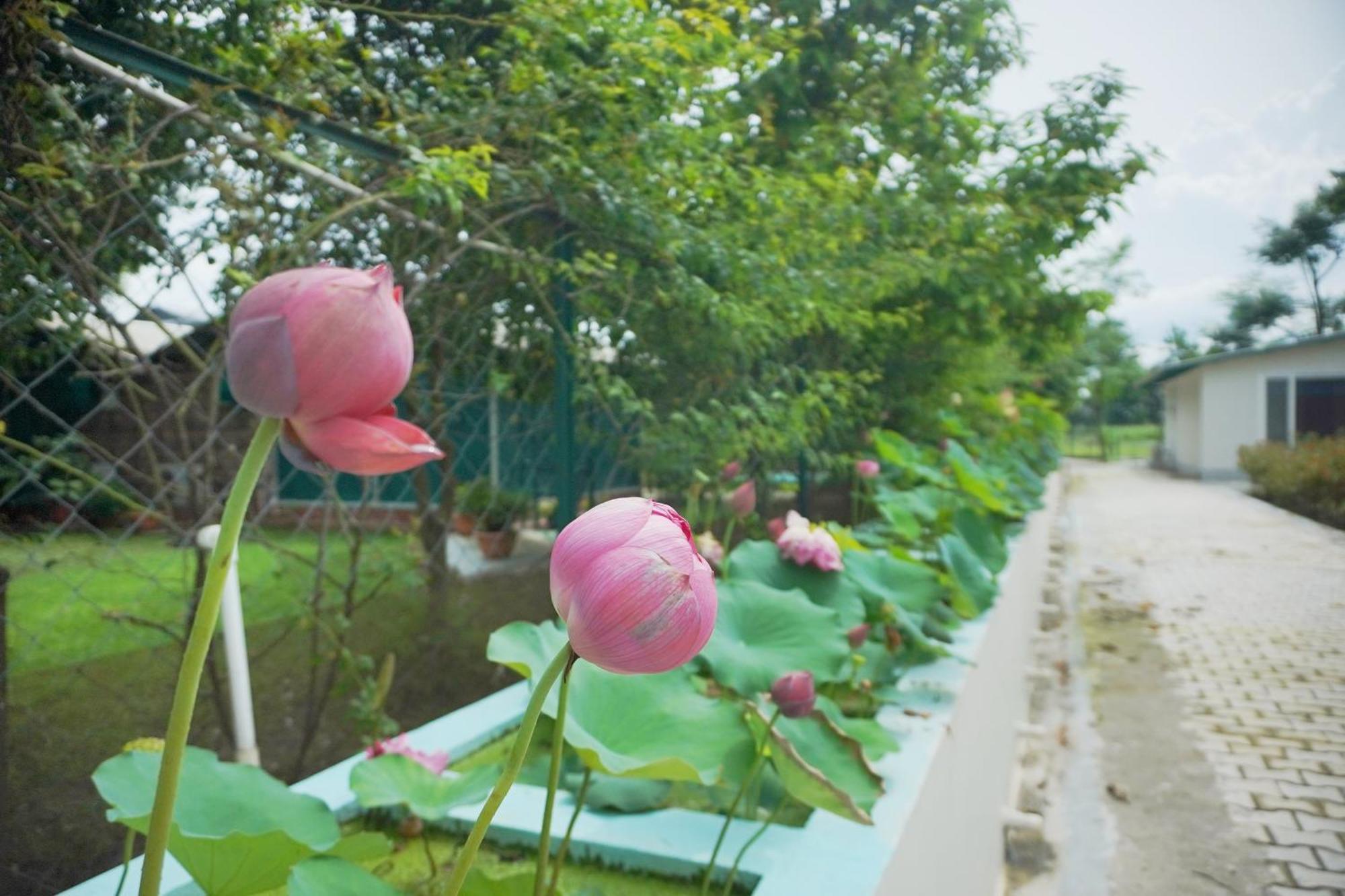 Chuharpur Sukoon - A Wellness Resort, Uttarakhand מראה חיצוני תמונה