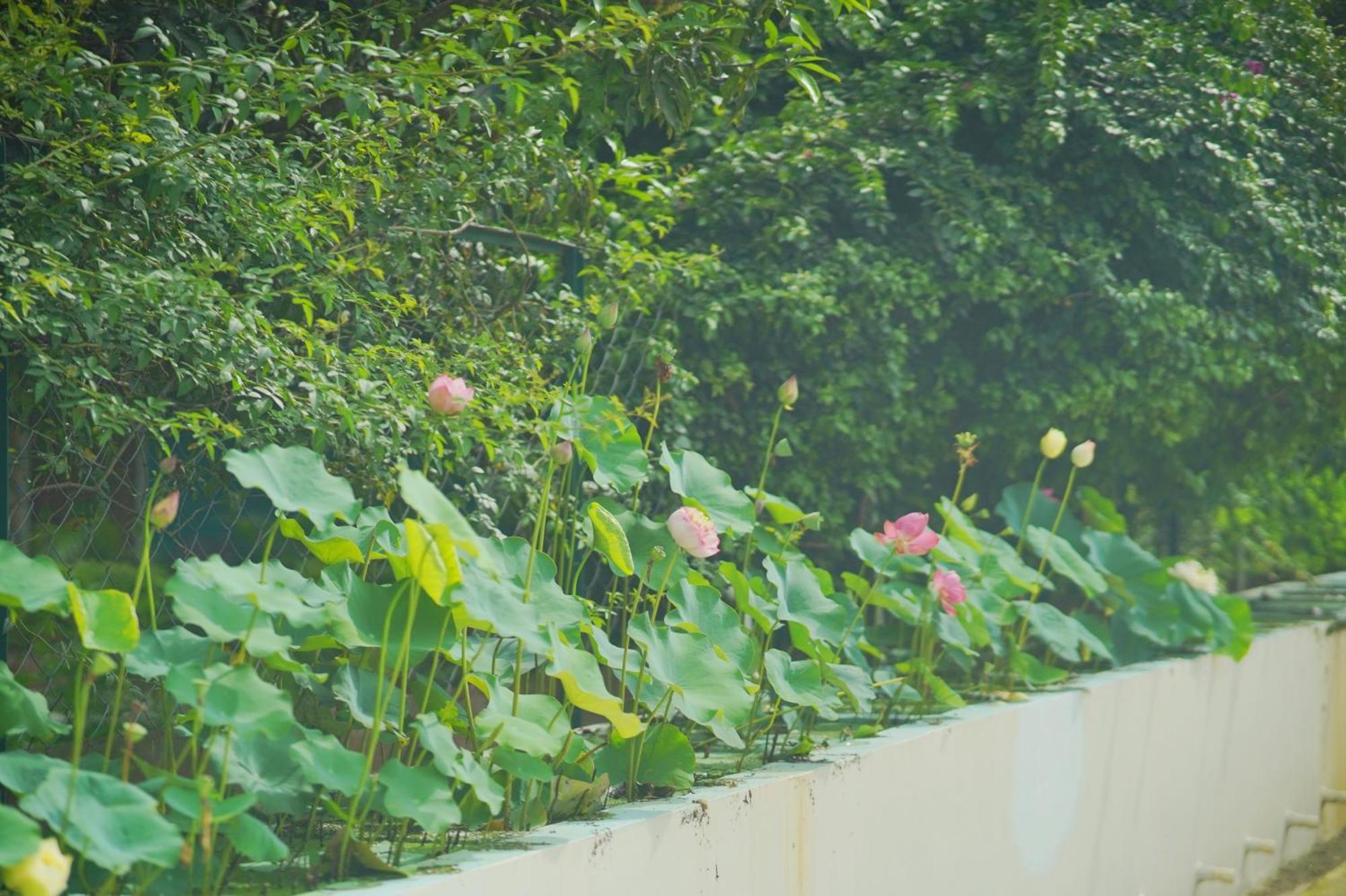 Chuharpur Sukoon - A Wellness Resort, Uttarakhand מראה חיצוני תמונה